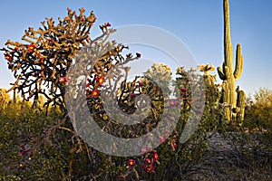 Buckhorn Cholla at sunset