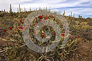 Buckhorn Cholla at sunset