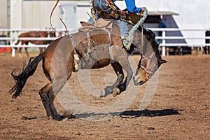 Bucking Bronc Horse At Country Rodeo
