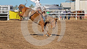 Bucking Bronc Horse At Country Rodeo