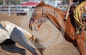 Bucking Bronc Horse In Rodeo Competition