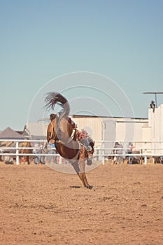 Bucking Bronco Horse At Country Rodeo