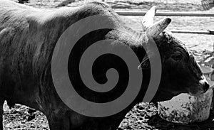 A bucking bull is a bull used in American rodeo bull riding competition