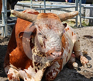 A bucking bull is a bull used in American rodeo bull riding competition