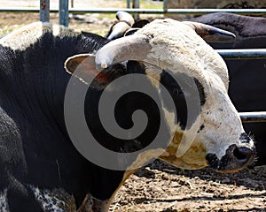 A bucking bull is a bull used in American rodeo bull riding competition