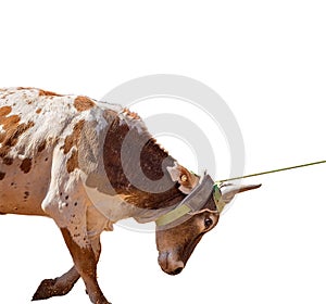 A Bucking Calf On A White Background