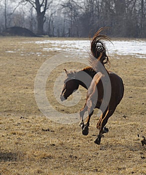 Bucking horse