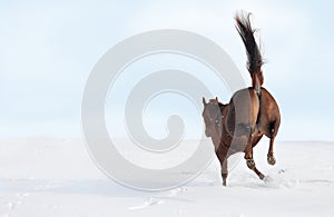 Bucking horse photo