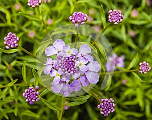 Buckling flower bloom