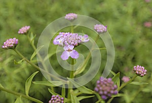 Buckling flower bloom