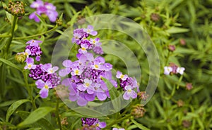 Buckling flower bloom