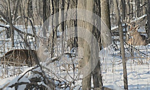Bucks Bedded Down In Snow Blanketed Forest