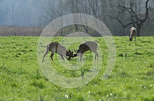 Bucks fighting while another one feeds in the background