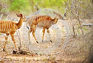 Bucks are never far apart. Cropped shot of two female Nyala on the plains of Africa.