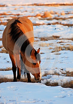 Buckskin