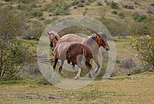 Buckskin and bay wild horse stallions kicking while fighting in the Salt River Canyon area near Mesa Arizona USA