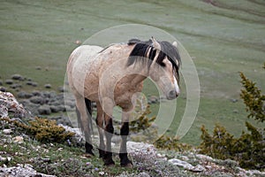 Buckskin Dun male stallion wild horse on rocky ridge in the Rocky Mountains of the western USA