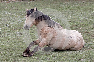 Buckskin dun stallion wild horse of spanish descent getting up from rolling in the grass in the western USA