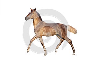 Buckskin foal isolated