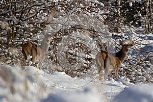 Buckskin in forest in winter