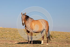 Buckskin golden dun colored Wild Horse mare in the Pryor Mountains Wild Horse Range on the border of Wyoming USA