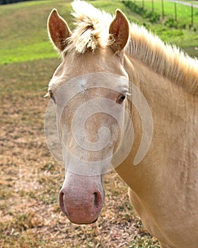 Buckskin Horse closeup