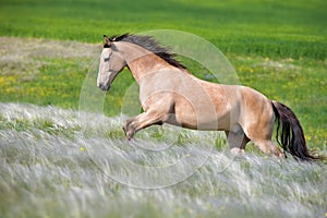 Buckskin horse free run