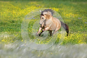 Buckskin horse free run
