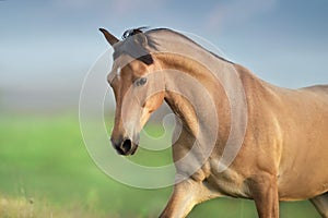 Buckskin Horse run