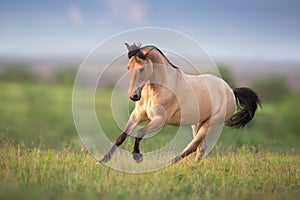 Buckskin Horse run