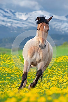 Buckskin Horse run gallop in mountain landscape