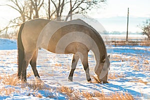 Buckskin Horse Winter