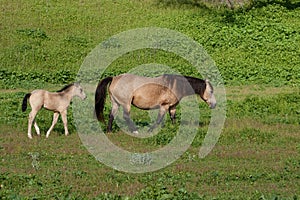 Buckskin Mare with her foal in a pasture