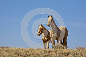 Buckskin Mustangs