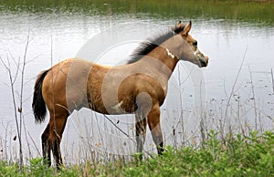 Buckskin Paint Colt at Pond