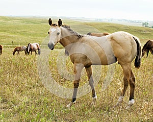 Buckskin Quarter Horse Foal