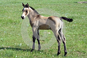 Buckskin quarter horse foal