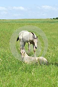 Buckskin Quarter Horse Foals