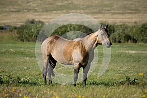Buckskin quarter horse stallion