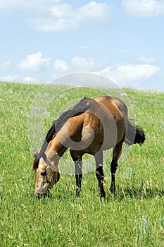 Buckskin quarter horse stud