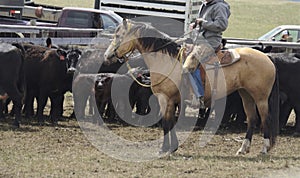 Buckskin Quarter horse western ranch working cattle