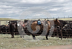 Buckskin Quarter horse western ranch working cattle