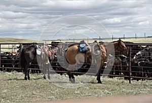 Buckskin Quarter horse western ranch working cattle photo