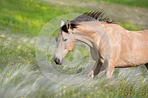 Buckskin stallion run fast in stipa