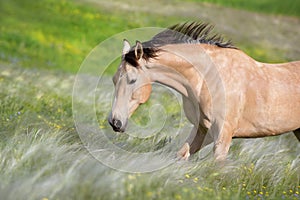Buckskin stallion run fast in stipa photo