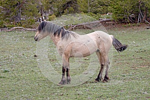 Buckskin stallion wild horse in the Pryor mountains in Wyoming of the western USA