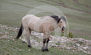 Buckskin stallion wild horse of spanish descent yawning in the western USA