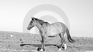 Buckskin wild horse mare in the central Rocky Mountains of the american west USA - black and white