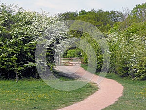 Buckthorn along pathway in springtime
