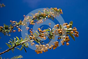 Buckthorn Berries